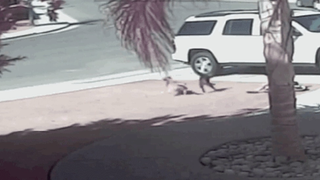 Nothing Will Stop The Cat From The World's Greatest GIF From Its Lunch